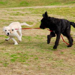 Belgian Laekenois, Dutch Shepherd, and Golden Retriever Puppies from Coswald