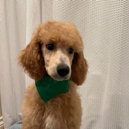 Poodles from D'Toirac Standard Poodles