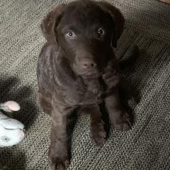Chesapeake Bay Retriever Puppies from Wild Wood Chesapeakes