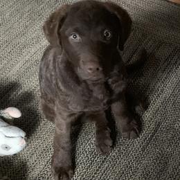 Chesapeake Bay Retriever Puppies from Wild Wood Chesapeakes