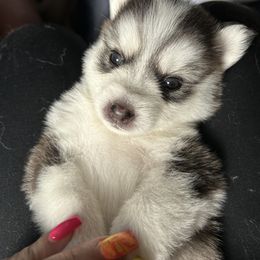 Raven - Gray and white Pomsky puppy in Bronx, New York from DeLeon’s Wolfpack Pomsky’s
