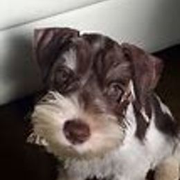 Effie - Miniature Schnauzer