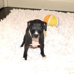 Nate' Male 6 - Black male Italian Greyhound puppy in Caryville Fl And Sparta Tn, Tennessee from Summerwind Kennel
