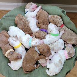 Poodle Puppies from Niki Roten