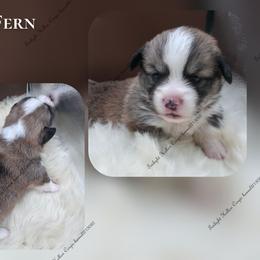 Fern - Sable male Pembroke Welsh Corgi puppy in Charleroi, Pennsylvania from Twilight Hollow Corgis