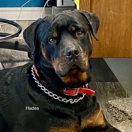 Hades - Rottweiler