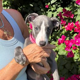 Chiara - Blue female Whippet puppy in Katy, Texas from Texas Diamond Whippets