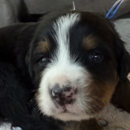 Bernese Mountain Dogs and Labrador Retrievers from Concannon Hill Kennel