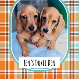Dachshund Puppies from Jen's Doxie Den