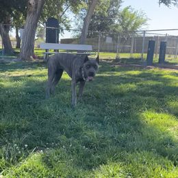 Nala - Cane Corso
