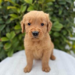 Male 3, Blue - Golden male Golden Retriever puppy in Utah from Deseret Peak Goldens