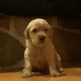 Golden Retriever Puppies from Aurora's Northern Goldens
