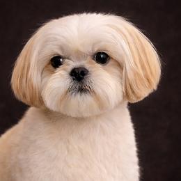 Poodles and Shih Tzus from Creekside Pet Company