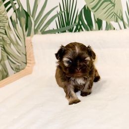 Shih Tzu Puppies from Purse Pup Shih Tzus