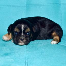 Angelica - Black and tan female Shih Tzu puppy in Stroud, Oklahoma from Laik’s Little Shihtz & Poms