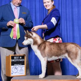 Siberian Huskies from Velox Siberians