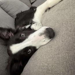 American Corgi and Border Collie Puppies from Duncan's Border Collies and Corgis