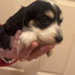 Black and White Piebald Female Miniature Longhair Dachshund - Piebald female Dachshund puppy in Grandview, Texas from LF & Co Dachshunds