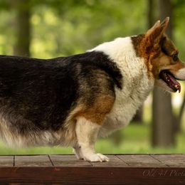 Cort - Pembroke Welsh Corgi