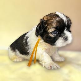 AKC-Kiara - Tricolor female Shih Tzu puppy in Charlotte, North Carolina from Judy's Shih Tzus
