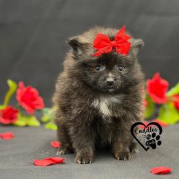 Mimic - Black and brindle female Pomeranian puppy in Nashville, Arkansas from Cuddles n Curls