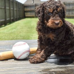 Marucci - Brown male Bernedoodle puppy in Lake Charles, Louisiana from Journey Doodles