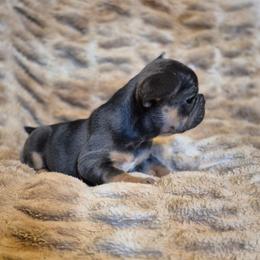 Blue Ivy - Blue fawn female French Bulldog puppy in Alexander City, Alabama from Lake Martin Fancy Frenchies