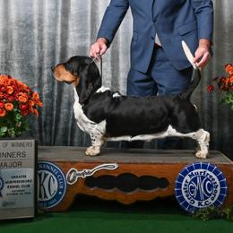 Basset Hounds from Out West Bassets