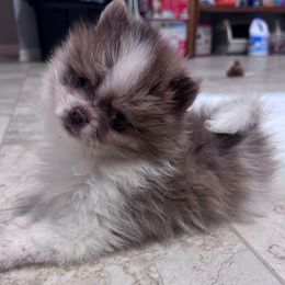 Tater tot - Chocolate merle male Pomeranian puppy in Corydon, Indiana from Kortes Pomeranians