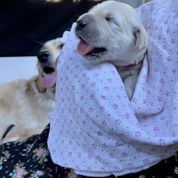 Golden Retriever Puppies from Upper Park Goldens