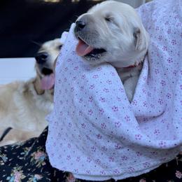 Golden Retriever Puppies from Upper Park Goldens