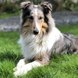 Old Time Scotch Collies from Hidden Orchard Farm