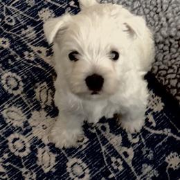 West Highland White Terrier Puppies from Birch Bark Westies