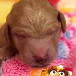 ALICE - Apricot female Poodle puppy in Thornton, Colorado from Shandy Poodle