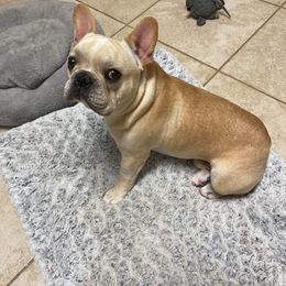French Bulldog Puppies from Fancy Face Frenchies