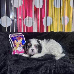 Belle - Black and white female Cavapoo puppy in Modesto, California from Molly n Friends