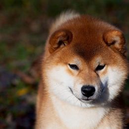 Gojo - Shiba Inu