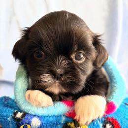 Stu - Black male Shih Tzu puppy in Hemet, California from Aloha Shih Tzu