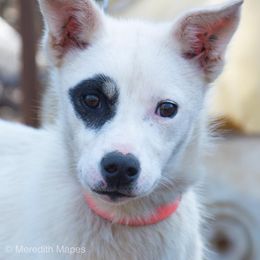 Alaskan Husky Puppies from Fun On The Run Kennel