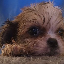 Muffin Man - Sable and white male Shih Tzu puppy in Carthage, Missouri from Cooley's Cuddle Pups