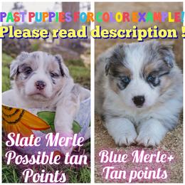 Roxy - Blue merle female Border Collie puppy in Fresno, California from Alpine Tails