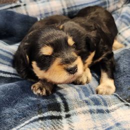 Odie - Black and silver male Miniature Schnauzer puppy in Brigham, Utah from Onesmallschnauzer