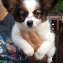 Papillon Puppies from Michelle's Papillions