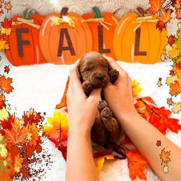 Tuesday - Red  female Goldendoodle puppy in Kissimmee, Florida from Poodle Doodle Kennels