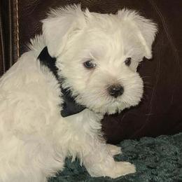 Alpine - Wheaten male Miniature Schnauzer puppy in Graham, Washington from Kristy's French Bulldogs & Mini Schnauzers