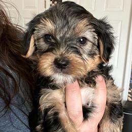 Houston - Black and tan male Yorkshire Terrier puppy in Beavercreek, Ohio from The Yorkie Den, LLC