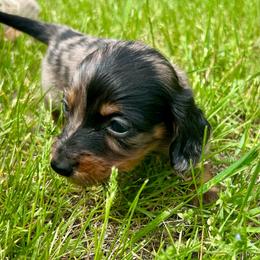 Boy - Dapple male Dachshund puppy in Spicer, Minnesota from Arrow Valley
