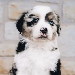 Miniature Australian Shepherds from Well-Don Miniature Australian Shepherds