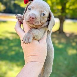Apple Cider - Fawn (isabella) and tan female Dachshund puppy in Marion, Ohio from Doodles & Doxies