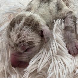 Whitney - Harlequin female Great Dane puppy in Colorado Springs, Colorado from Pilot Danes